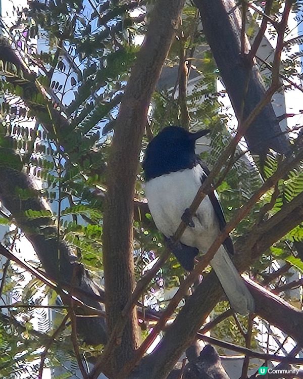 高歌一曲，為搏紅顏一笑