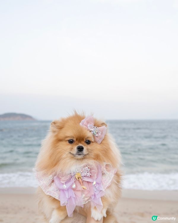 長洲華威酒店🐶🐾 兩日一夜超開心！