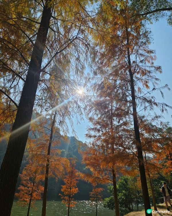 落 羽 松 之 流 水 響 水 塘🍂🍁