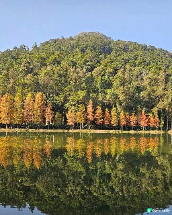 落 羽 松 之 流 水 響 水 塘🍂🍁