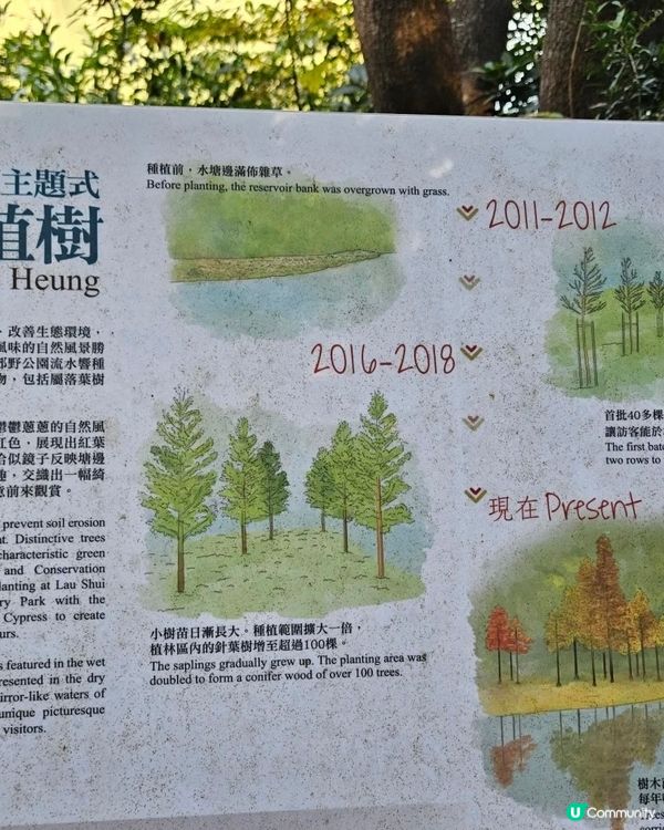 落 羽 松 之 流 水 響 水 塘🍂🍁