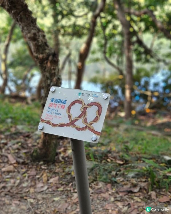 落 羽 松 之 流 水 響 水 塘🍂🍁