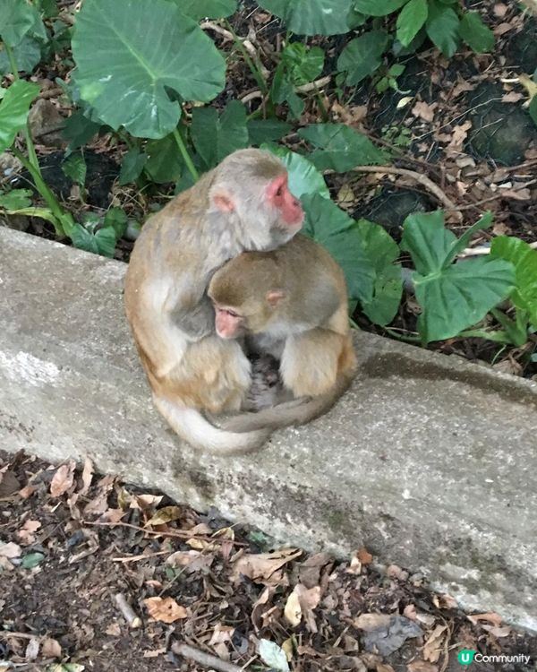## 香港山系，自然驚喜！🤩⛰️