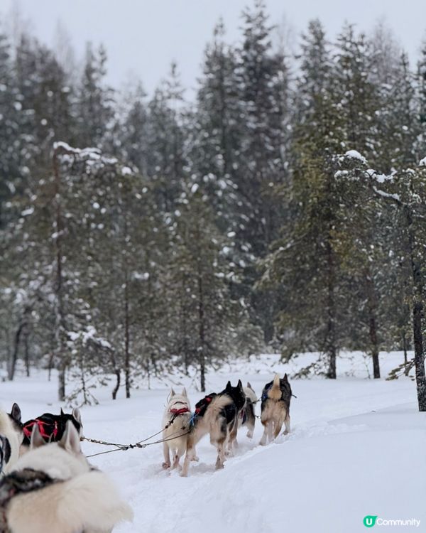 限時 官網特價坐雪橇！