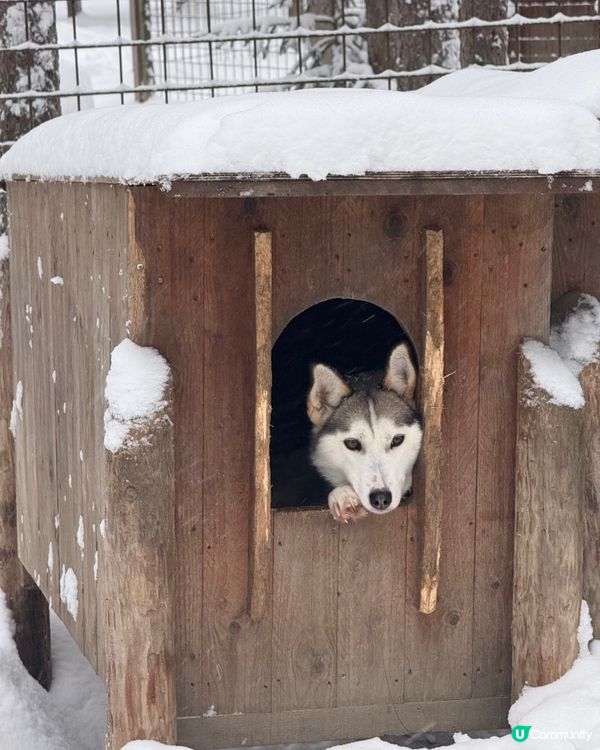 限時 官網特價坐雪橇！