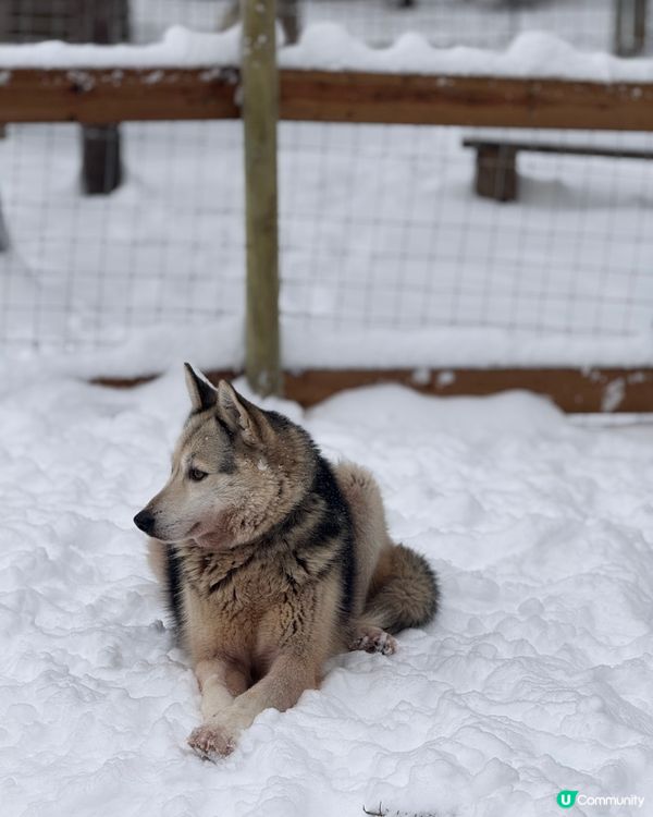 限時 官網特價坐雪橇！