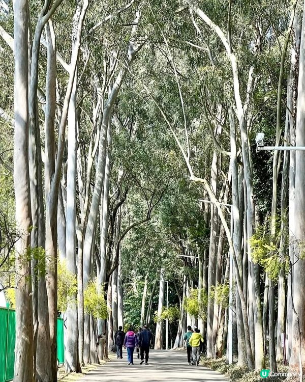 紫馬嶺公園散步