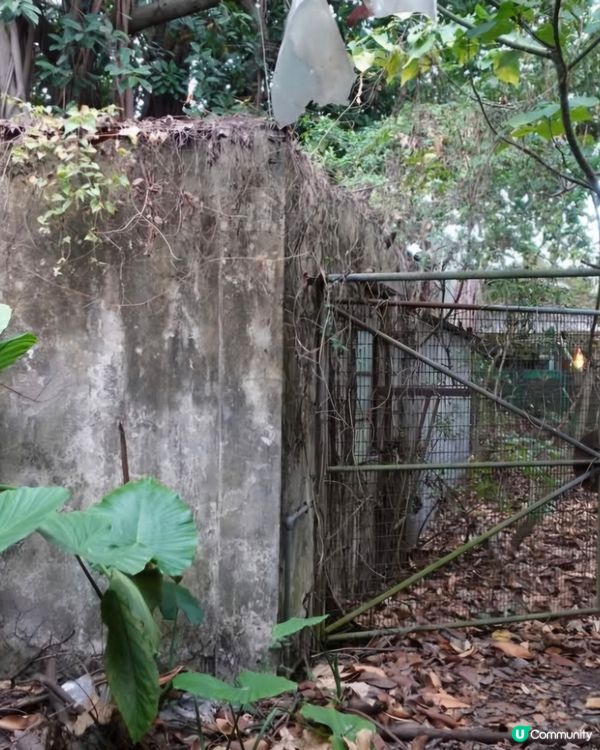 荒廢多年鄉村酒家已經被大自然隱蔽