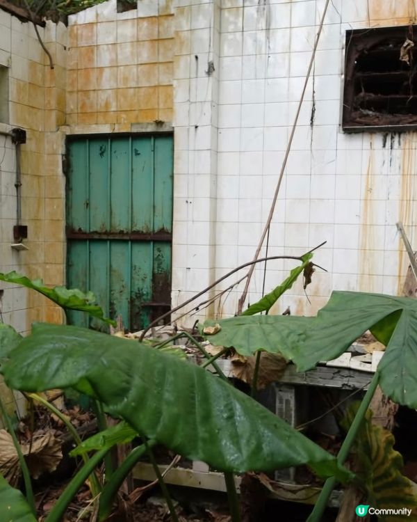 荒廢多年鄉村酒家已經被大自然隱蔽