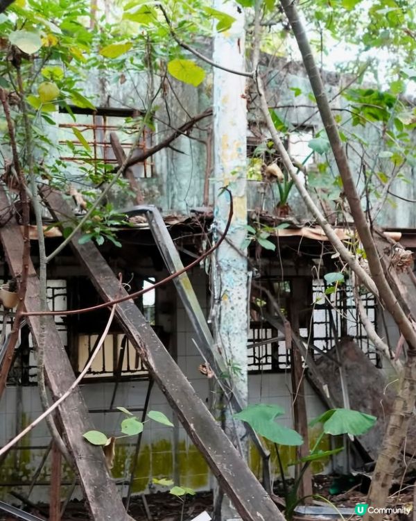 荒廢多年鄉村酒家已經被大自然隱蔽