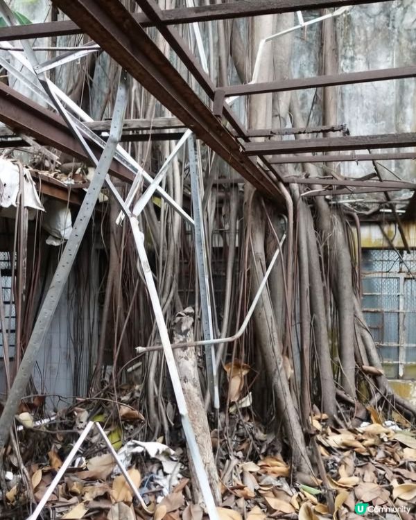 荒廢多年鄉村酒家已經被大自然隱蔽