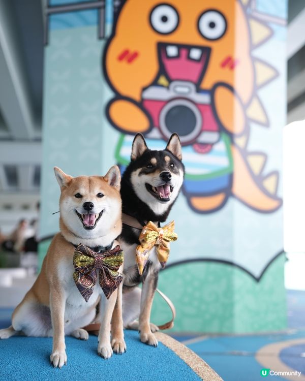 🐶❤️海濱浪漫遊！北角匯人寵甜蜜蜜