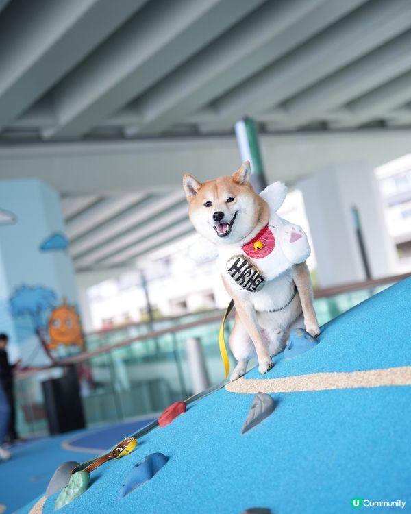 🐶❤️海濱浪漫遊！北角匯人寵甜蜜蜜