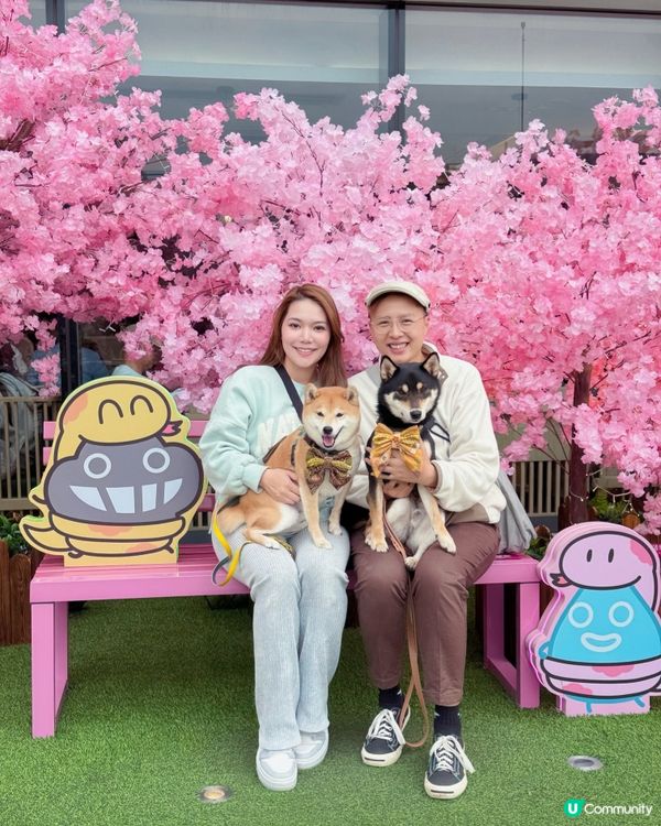 🐶❤️海濱浪漫遊！北角匯人寵甜蜜蜜