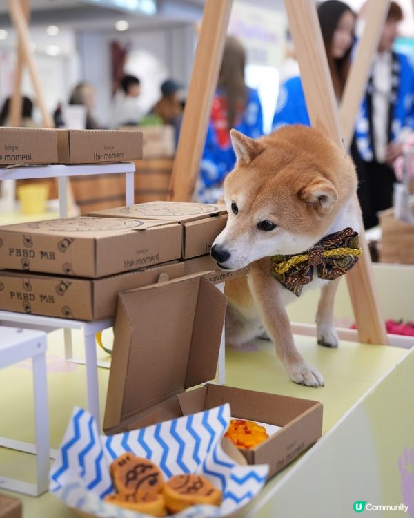 🐶❤️海濱浪漫遊！北角匯人寵甜蜜蜜