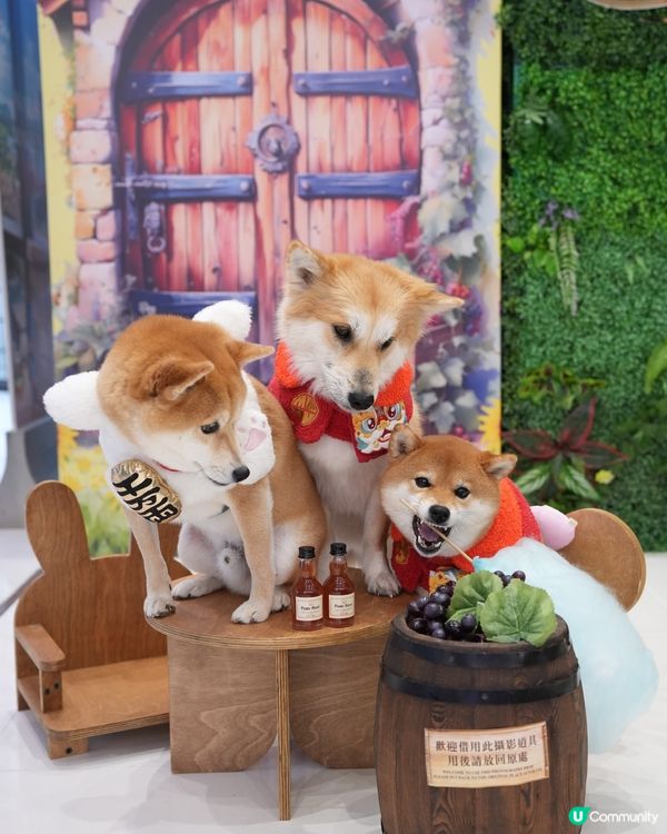 🐶❤️海濱浪漫遊！北角匯人寵甜蜜蜜