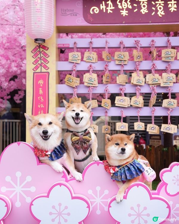 🐶❤️海濱浪漫遊！北角匯人寵甜蜜蜜