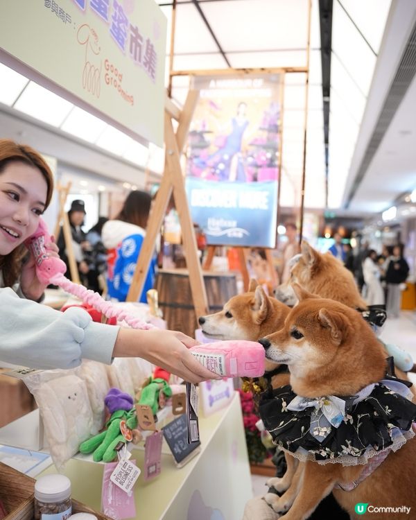 🐶❤️海濱浪漫遊！北角匯人寵甜蜜蜜