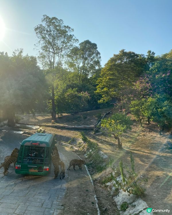 深圳必去 野生動物園🤗
