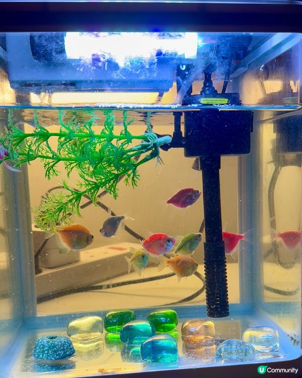 旺角金魚街🐠🤖