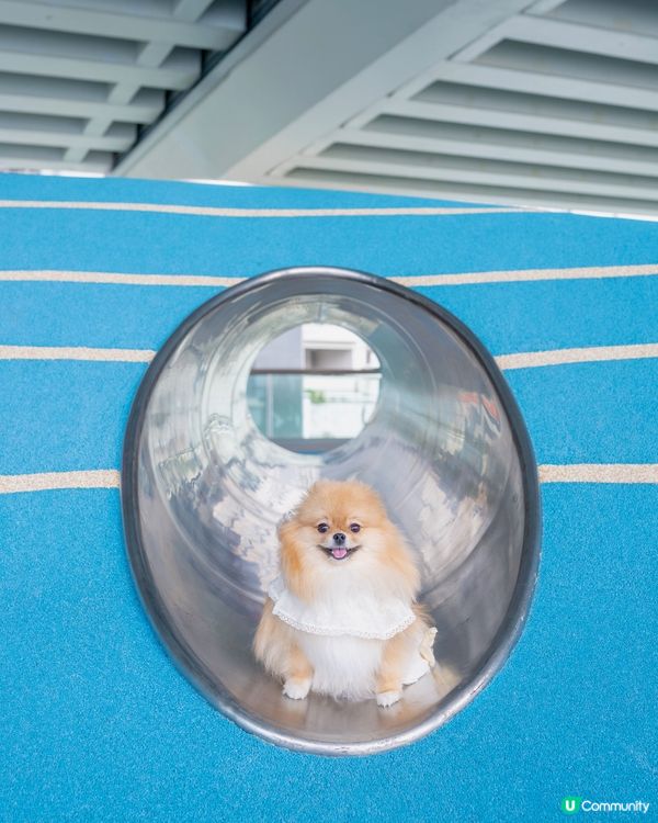 ✨📍 北角最新打卡點!東岸板道 + 甜蜜蜜市集 🌸🐾