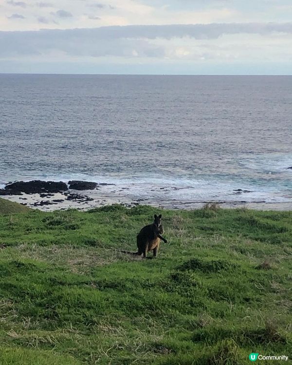 澳洲墨爾本自由行——菲利普島看海！