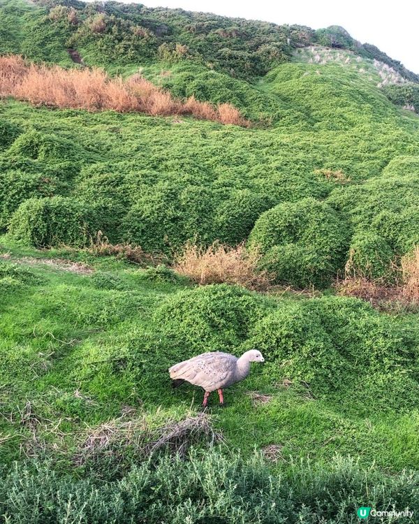 澳洲墨爾本自由行——菲利普島看海！