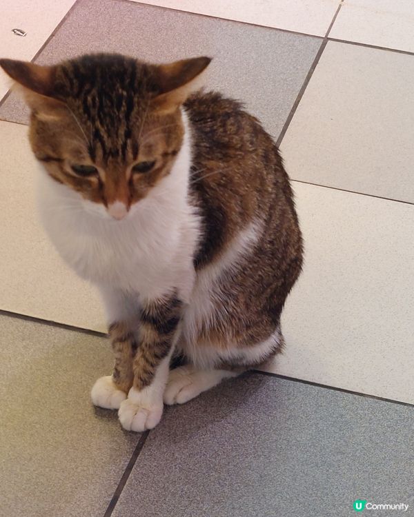 肉檔貓店長MONEY