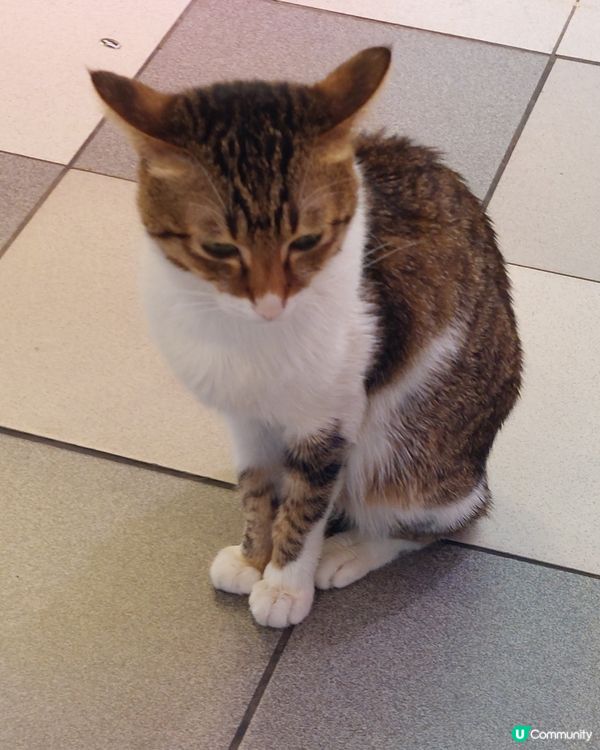 肉檔貓店長MONEY