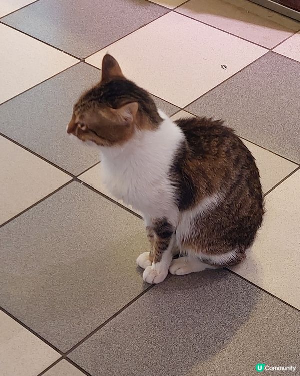 肉檔貓店長MONEY