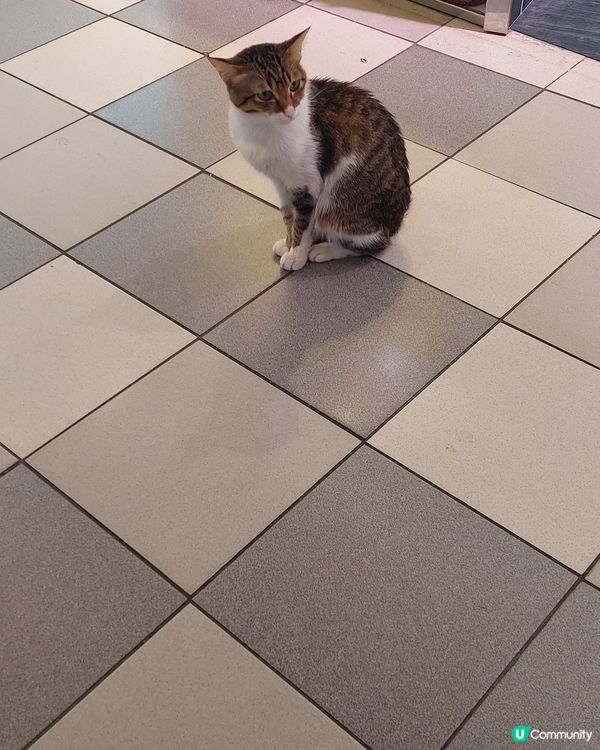 肉檔貓店長MONEY