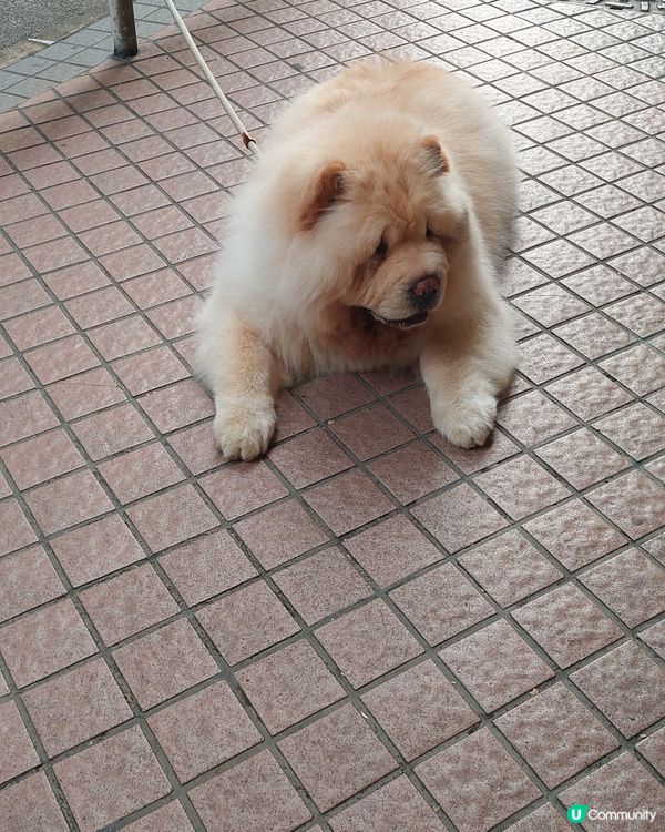 咁大隻咁靚嘅狗，你見過未？！#狗狗日常