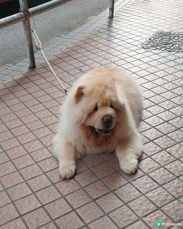 咁大隻咁靚嘅狗，你見過未？！#狗狗日常