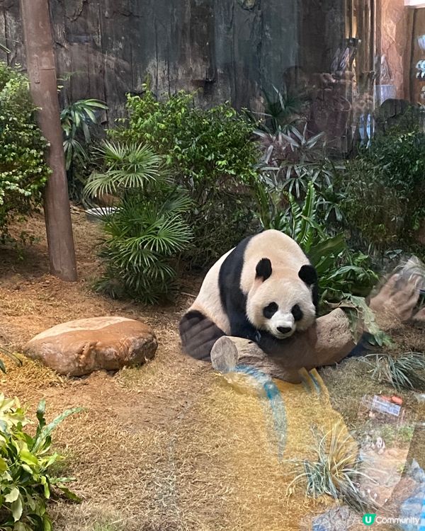 壽星仔生日當日去海洋公園免費!而且海洋公園多咗好多新臉孔,除...