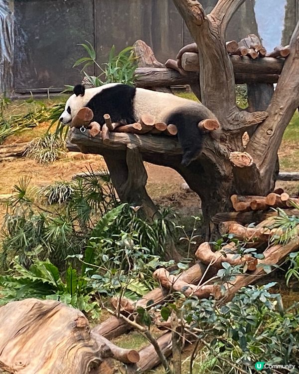 壽星仔生日當日去海洋公園免費!而且海洋公園多咗好多新臉孔,除...