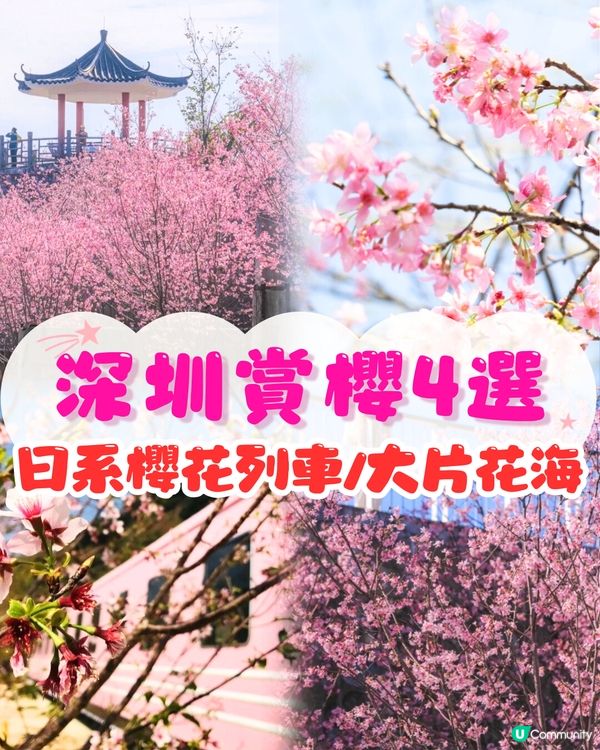深圳賞櫻4選🌸日系櫻花列車/大片花海‼️附地址+交通教學🚗