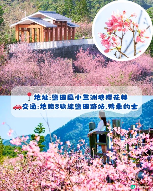 深圳賞櫻4選🌸日系櫻花列車/大片花海‼️附地址+交通教學🚗