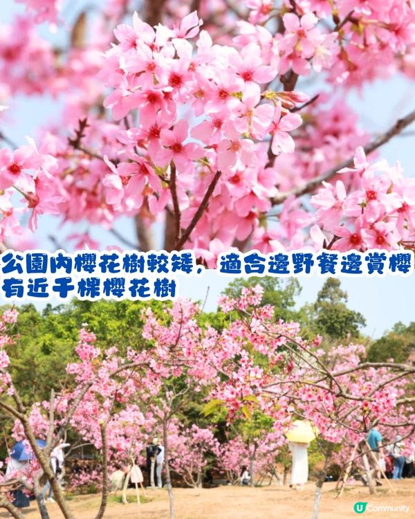 深圳賞櫻4選🌸日系櫻花列車/大片花海‼️附地址+交通教學🚗