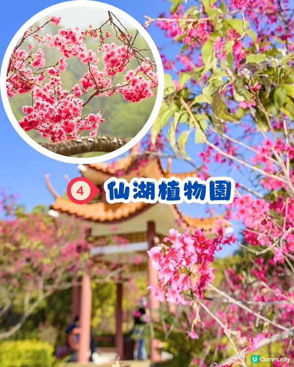深圳賞櫻4選🌸日系櫻花列車/大片花海‼️附地址+交通教學🚗