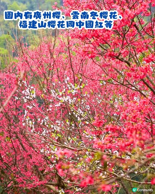 深圳賞櫻4選🌸日系櫻花列車/大片花海‼️附地址+交通教學🚗