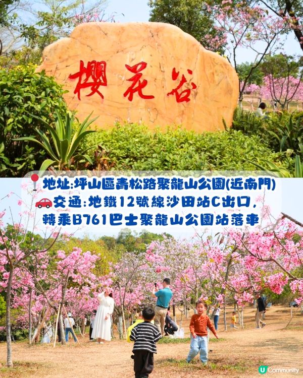 深圳賞櫻4選🌸日系櫻花列車/大片花海‼️附地址+交通教學🚗