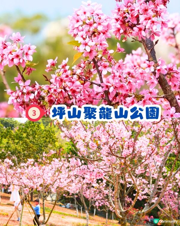 深圳賞櫻4選🌸日系櫻花列車/大片花海‼️附地址+交通教學🚗