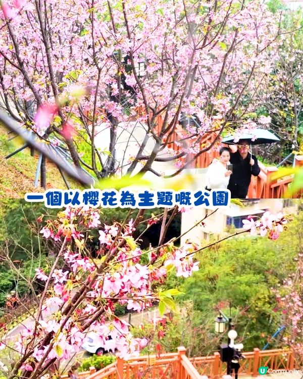 深圳賞櫻4選🌸日系櫻花列車/大片花海‼️附地址+交通教學🚗