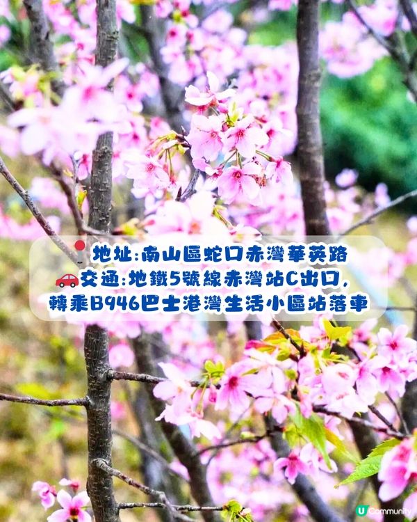 深圳賞櫻4選🌸日系櫻花列車/大片花海‼️附地址+交通教學🚗