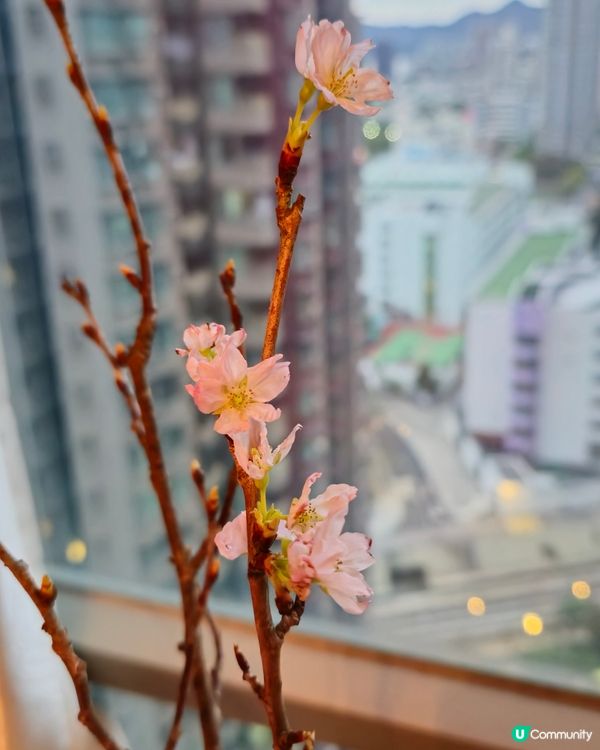 吉之島巧遇🌸啟翁櫻花！心思思買咗一束試種 🌱 