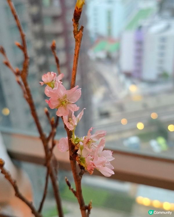 吉之島巧遇🌸啟翁櫻花！心思思買咗一束試種 🌱 