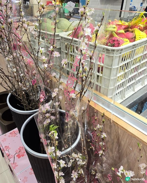 吉之島巧遇🌸啟翁櫻花！心思思買咗一束試種 🌱 