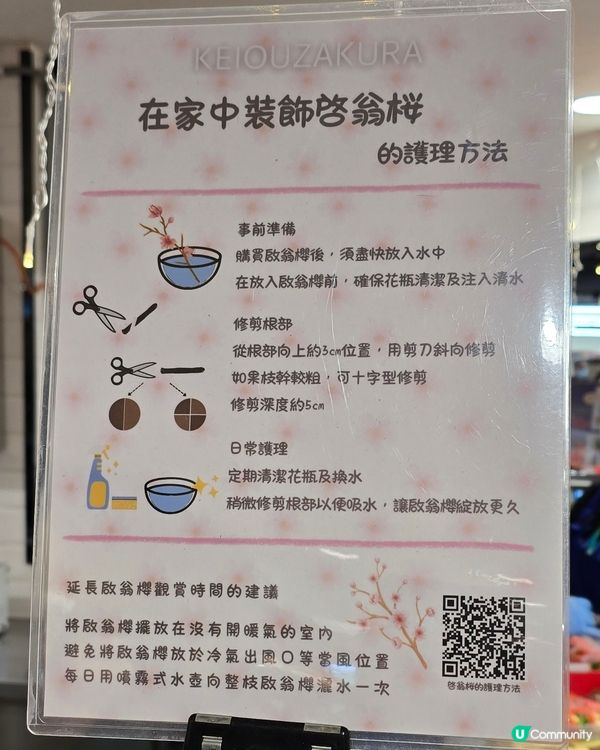 吉之島巧遇🌸啟翁櫻花！心思思買咗一束試種 🌱 