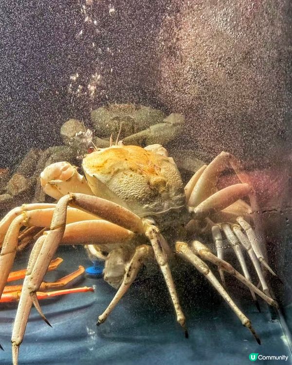 深圳食蟹🦀️ 蟹仙畫宴必試！