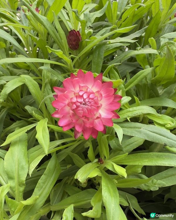 💫《灣仔天橋》回憶煞💫